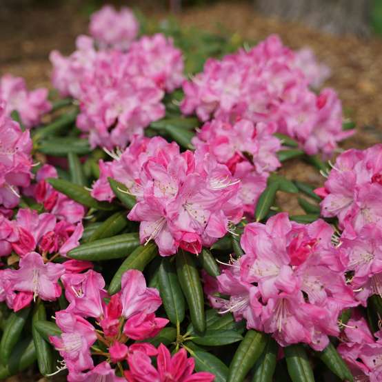 Bright pink Rhododendron Dandy Man Pink flowers